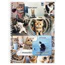 ��������� BRAUBERG, ″���� ����″, �5