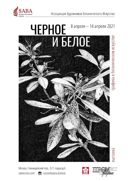 Sakura - партнер выставка графики в ботаническом искусстве ″Черное и белое″! Sakura - партнер выставка графики в ботаническом искусстве ″Черное и белое″!