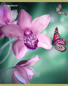 Новые тетради Silwerhof 48 листов Новые тетради Silwerhof 48 листов
