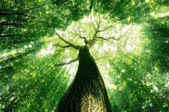 Xerox ������� ������ ������ � ����� �������� �� ����������� �������� FTSE4Good