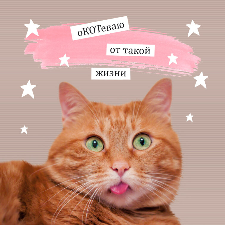 Тетради, с которых оКОТеть можно!.. Тетради, с которых оКОТеть можно!..