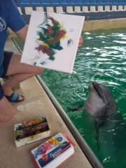 Дельфины рисуют с ПРОФ-ПРЕСС 🐬 Дельфины рисуют с ПРОФ-ПРЕСС 🐬