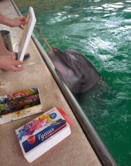 Дельфины рисуют с ПРОФ-ПРЕСС 🐬 Дельфины рисуют с ПРОФ-ПРЕСС 🐬