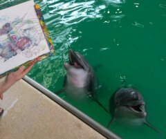 Дельфины рисуют с ПРОФ-ПРЕСС 🐬 Дельфины рисуют с ПРОФ-ПРЕСС 🐬