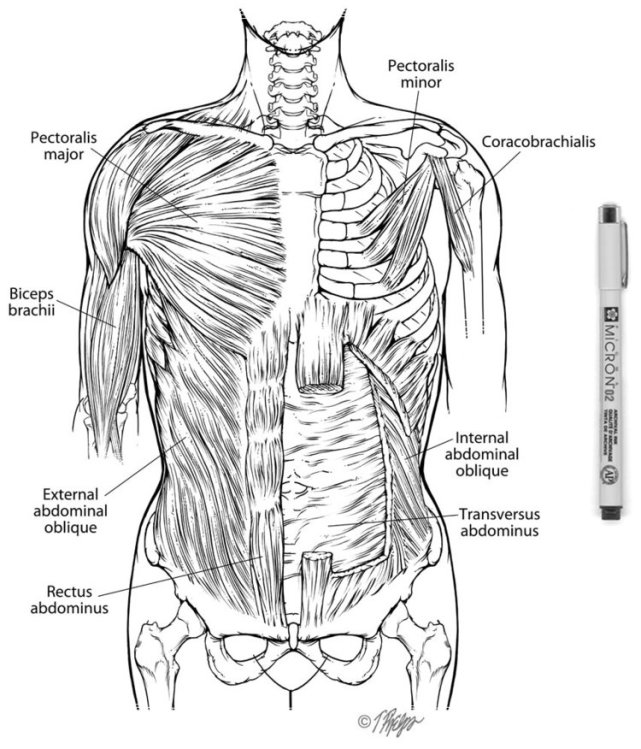 Pigma Micron в науке, медицине, архивах и музеях Pigma Micron в науке, медицине, архивах и музеях