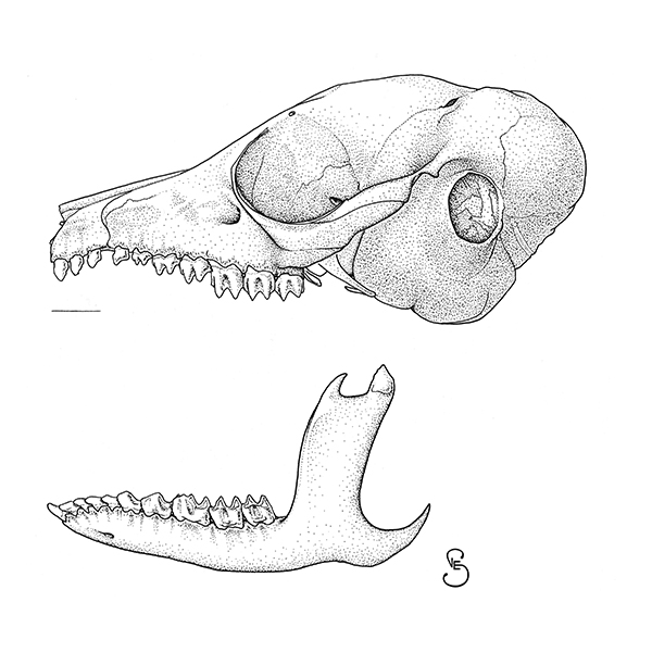 Pigma Micron в науке, медицине, архивах и музеях Pigma Micron в науке, медицине, архивах и музеях