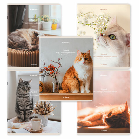 Тетрадь BRAUBERG, ″Cats″ Тетрадь BRAUBERG, ″Cats″