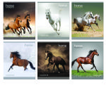 ������ &laquo;Horse freedom&raquo; �� �������� ��� &laquo;���������&raquo;.