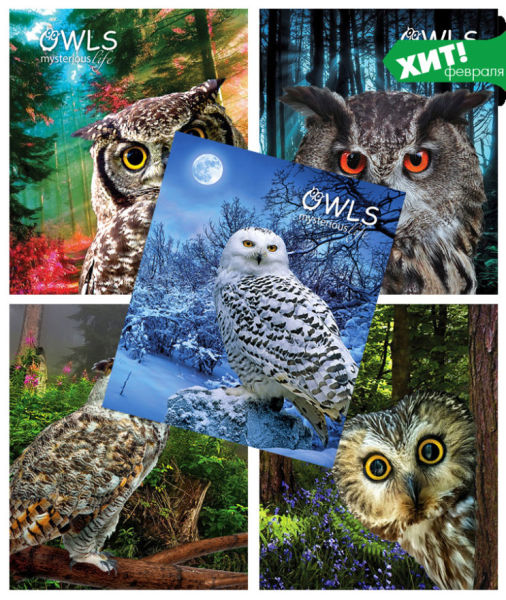 ��� ������� 2018�, ����� ������� ″Owl life″