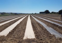 Smurfit Kappa создала революционную бумагу AgroPaper Smurfit Kappa создала революционную бумагу AgroPaper